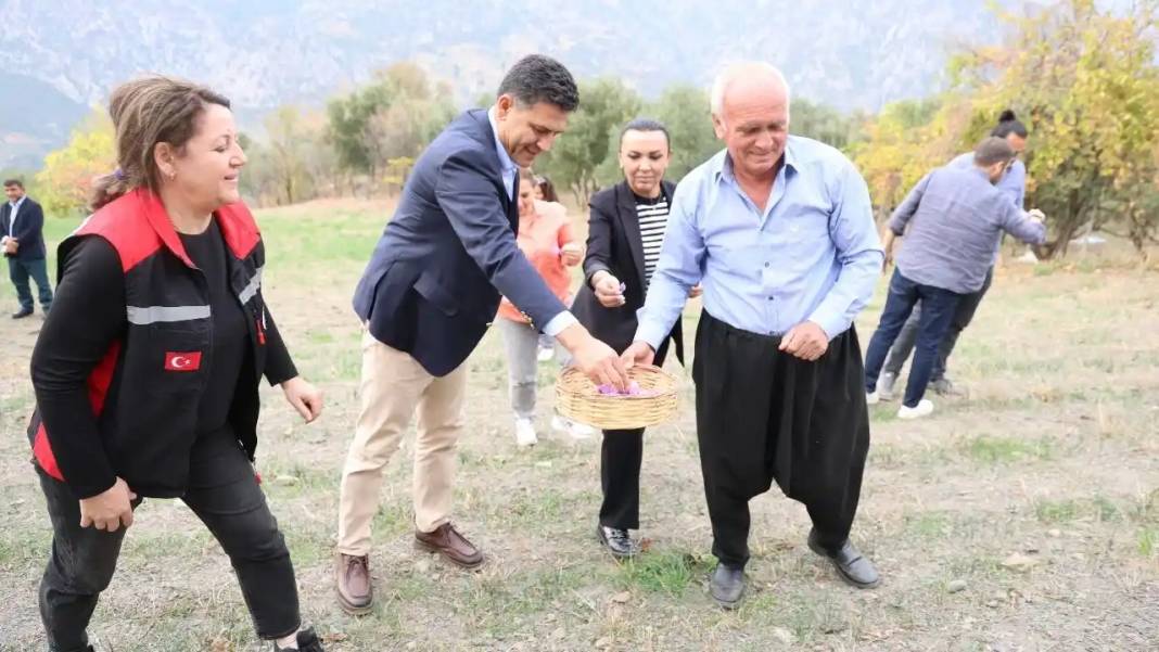 Adana’da Dünyanın En Pahalı Baharatı Safran Hasadı Başladı! 5